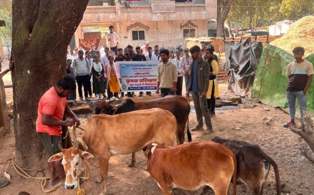 रावे ग्राम बड़े मारेंगा और तेली मारेंगा में कृषक प्रशिक्षण एवं पशु टीकाकरण शिविर का किया गया आयोजन