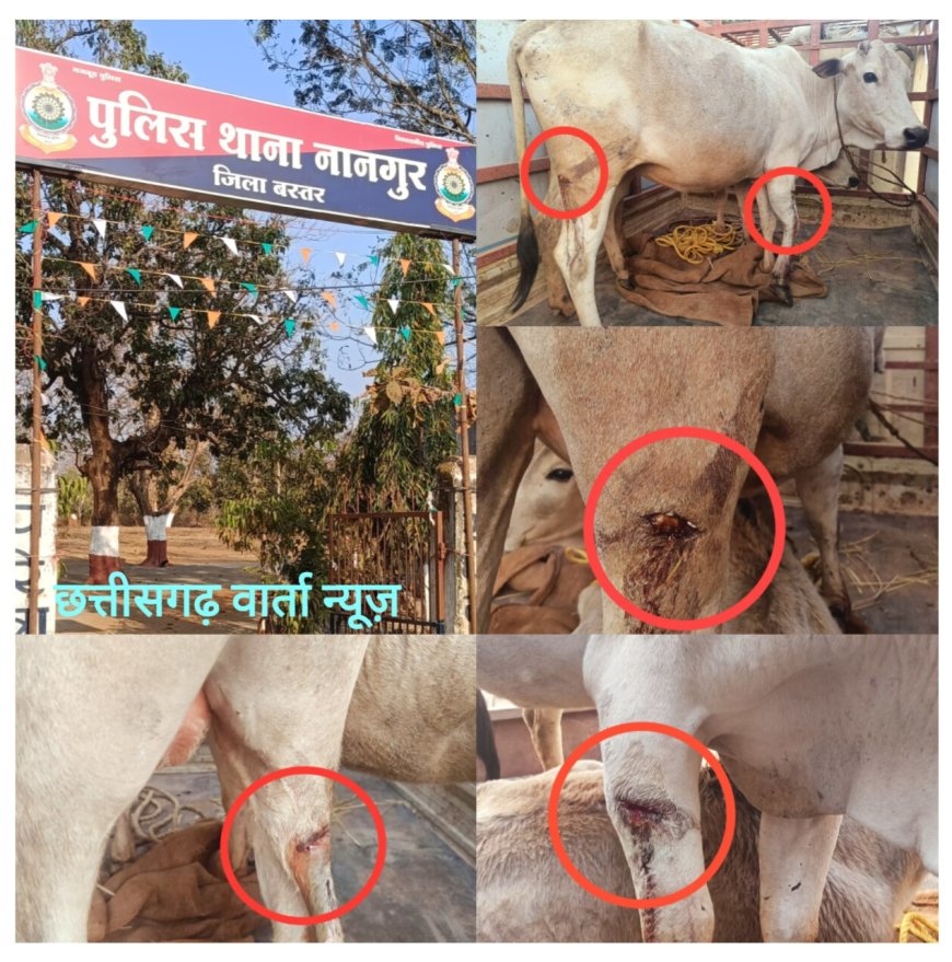 ईसाई मतांतरित युवक ने गाय-बछड़ों पर किया टंगिया से हमला, चार मवेशी गंभीर रूप से हुए घायल