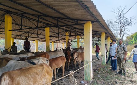 पशु तस्करों के विरुद्ध थाना भोपालपटनम् की कार्यवाही- कब्जे से 171 कृषिक पशु (गाय, बैल एवं बछड़े) छुड़ाए गये।