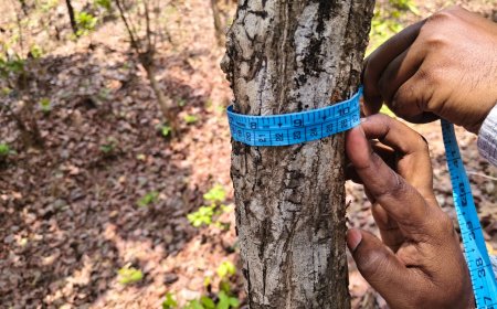 पर्रेकोडो में वृक्ष गणना पर उठा विवाद; प्रशासन पर पेड़ों की संख्या छुपाने का आरोप