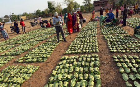 जगदलपुर में तेंदूपत्ता संग्रहण कार्य ने पकड़ी रफ़्तार, 10 हज़ार से अधिक मानक बोरा की हुई खरीदी