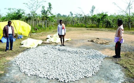 कोसा धागाकरण प्रशिक्षण में प्रवेश हेतु 14 मई तक आवेदन आमंत्रित