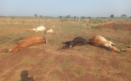 चिलकुटी में आकाशीय बिजली गिरने से 11 मवेशियों की मौत, किसान परिवारों का भारी नुकसान