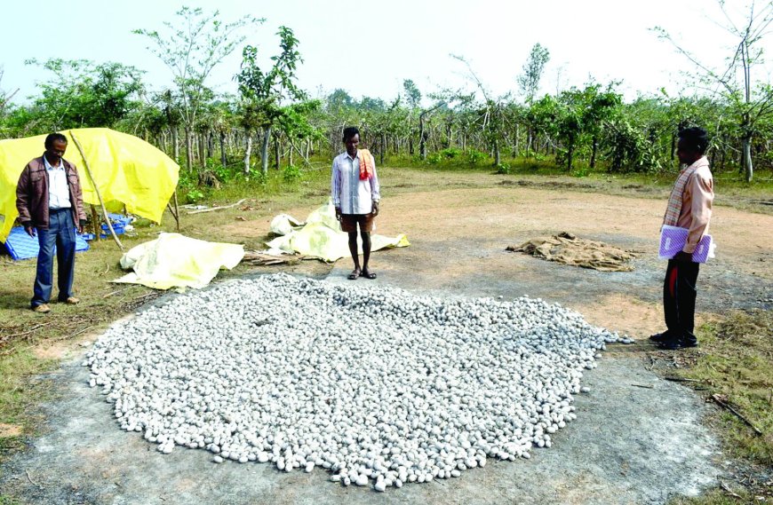 कोसा धागाकरण प्रशिक्षण में प्रवेश हेतु 14 मई तक आवेदन आमंत्रित