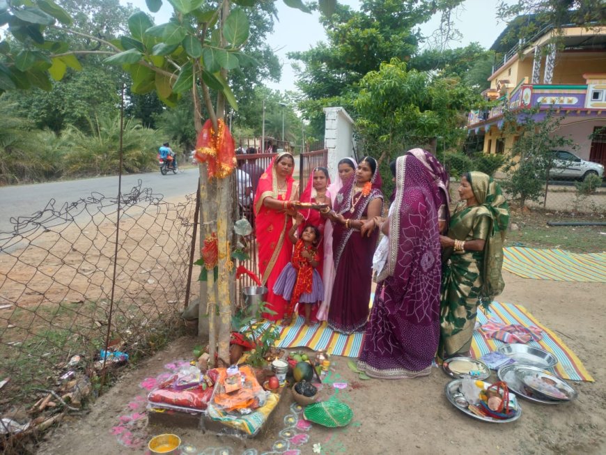 दंतेवाड़ा चितालूर में श्रद्धा और उल्लास के साथ मनाया गया वट सावित्री पर्व