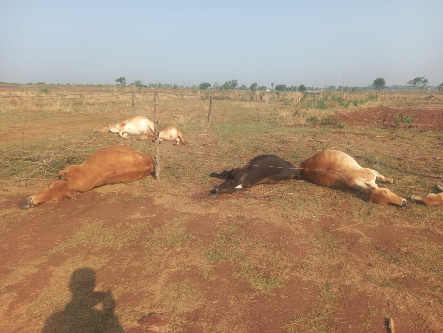 चिलकुटी में आकाशीय बिजली गिरने से 11 मवेशियों की मौत, किसान परिवारों का भारी नुकसान