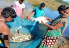 अनुदान से बदली तकदीर: मछलीपालन ने मदनूबाई को बनाया आत्मनिर्भर, सालाना 2 लाख से अधिक की हो रही आमदनी
