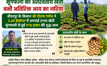 ऑयल पाम के साथ मूंगफली की अंतरवर्तीय खेती बनी अतिरिक्त आय का जरिया