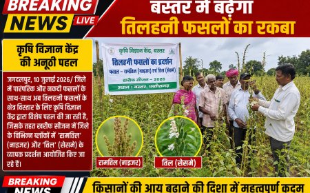 बस्तर में बढ़ेगा तिलहनी फसलों का रकबा, कृषि विज्ञान केंद्र की अनूठी पहल