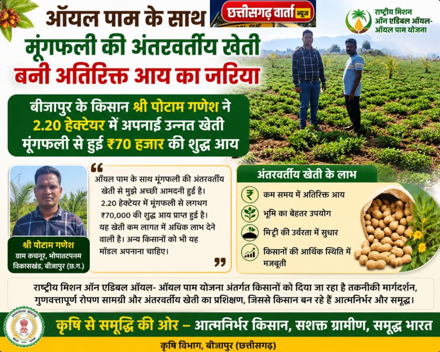ऑयल पाम के साथ मूंगफली की अंतरवर्तीय खेती बनी अतिरिक्त आय का जरिया