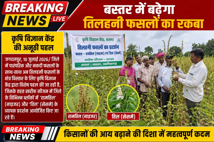 बस्तर में बढ़ेगा तिलहनी फसलों का रकबा, कृषि विज्ञान केंद्र की अनूठी पहल