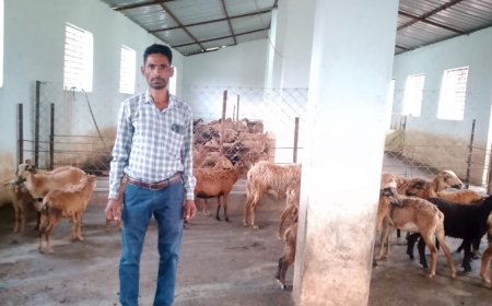 सफलता की राह,राष्ट्रीय पशुधन मिशन से बदली सुरेन्द्र की किस्मत, भेड़ पालन बना आय का सशक्त जरिया