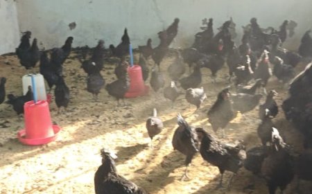 सफल कुक्कुट उत्पादन एवं किसान सशक्तिकरण हेतु उल्लेखनीय प्रयास