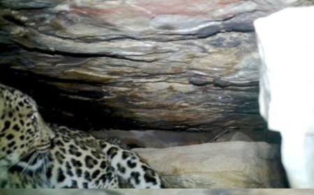 बस्तर में 48 घंटे का मिशन रीयूनाइट सफल, वन विभाग और ग्रामीणों के तालमेल से दो तेंदुआ शावकों को मिला मां का आंचल