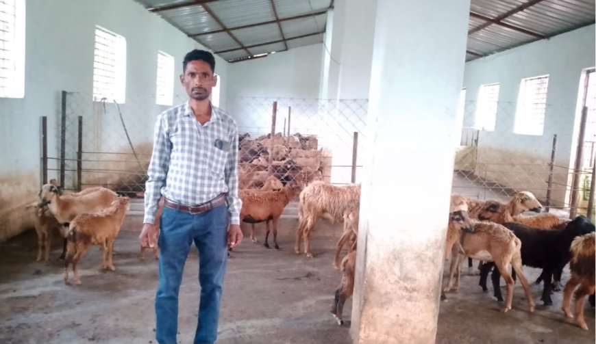 सफलता की राह,राष्ट्रीय पशुधन मिशन से बदली सुरेन्द्र की किस्मत, भेड़ पालन बना आय का सशक्त जरिया