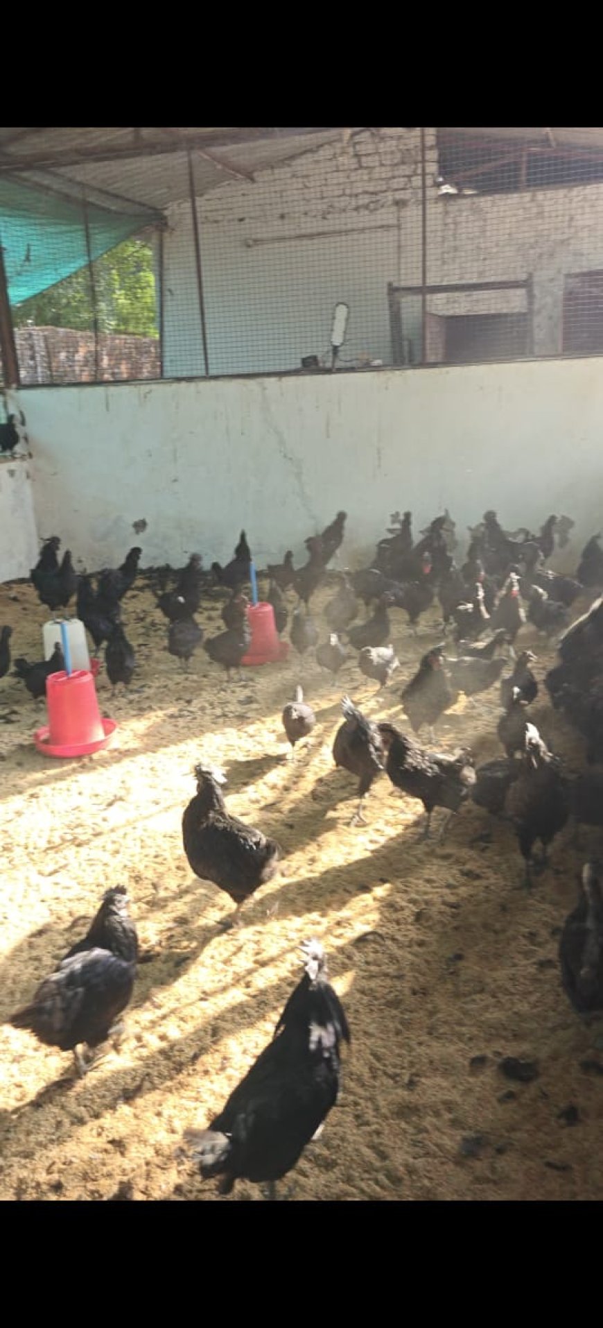 सफल कुक्कुट उत्पादन एवं किसान सशक्तिकरण हेतु उल्लेखनीय प्रयास