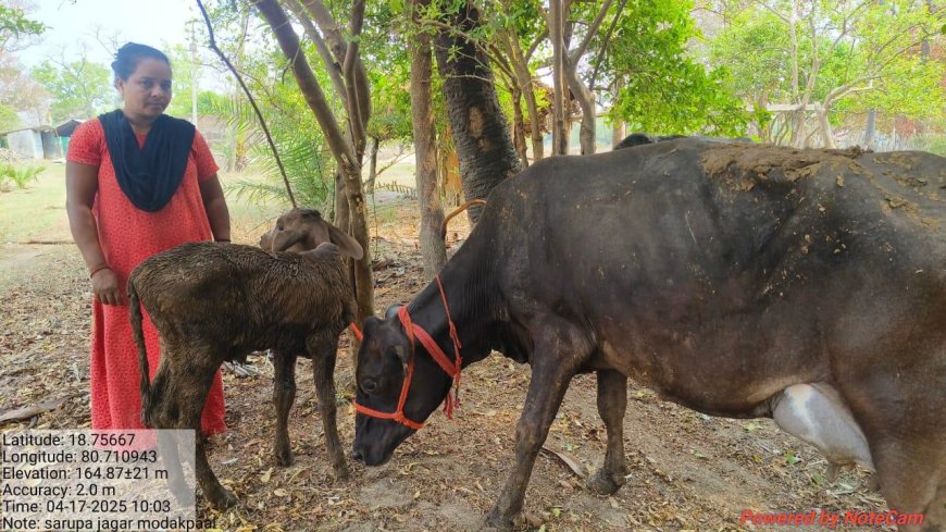 प्रधानमंत्री कृषि सिंचाई योजना से मिला संबल, डेयरी फार्मिंग को बनाया लाभ का व्यवसाय