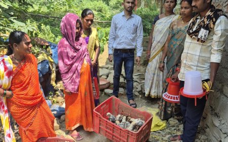 लोहंडीगुड़ा में इंटीग्रेटेड फार्मिंग क्लस्टर ब्रीडिंग सेंटर बना आजीविका की नई राह, 15 किसानों को मिले 600 उन्नत चूजे